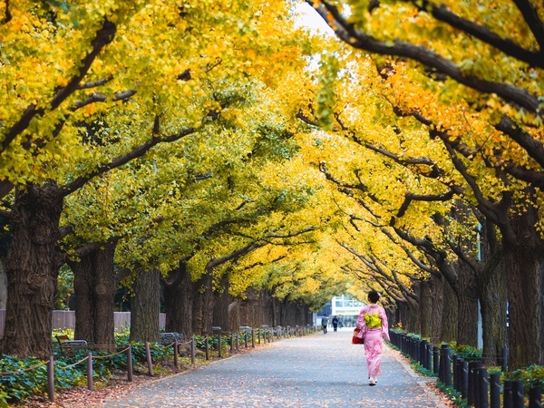 Meiji Jingu Gaien Ginkgo Avenue