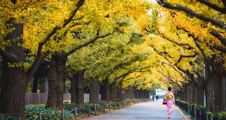Meiji Jingu Gaien Ginkgo Avenue
