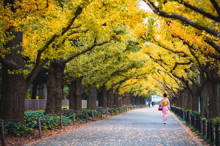 Meiji Jingu Gaien Ginkgo Avenue