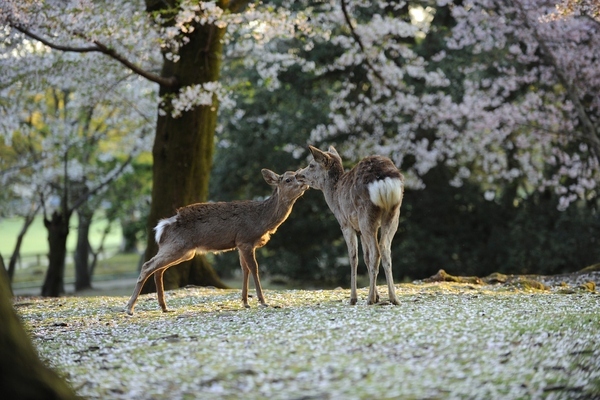 10 Days in Japan