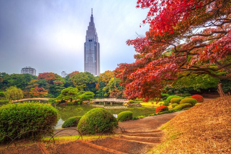 Autumn foliage in Shinjuku Gyoen, Tokyo