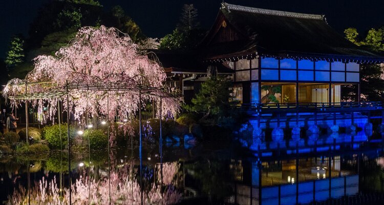 Nacht-Sakura im Heian-jingu