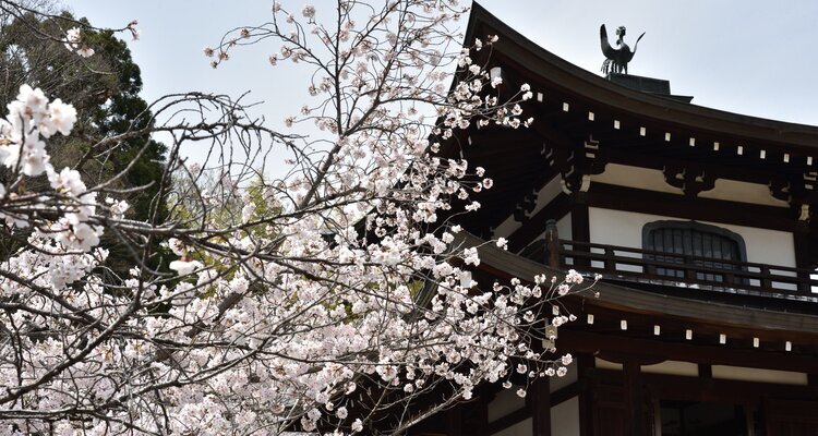 Byodo-in-Tempel