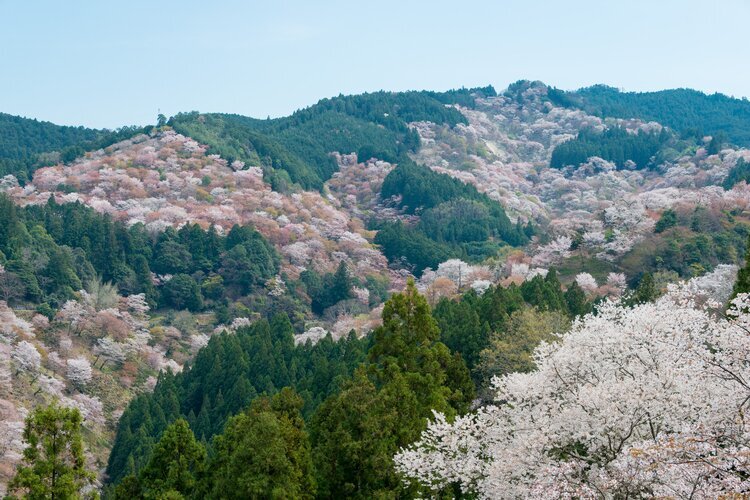 Cherry blossom scenery seen from Yoshimizu Shrine