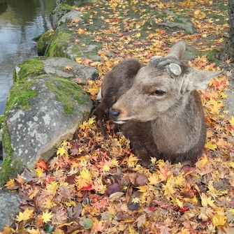 Nara Deer