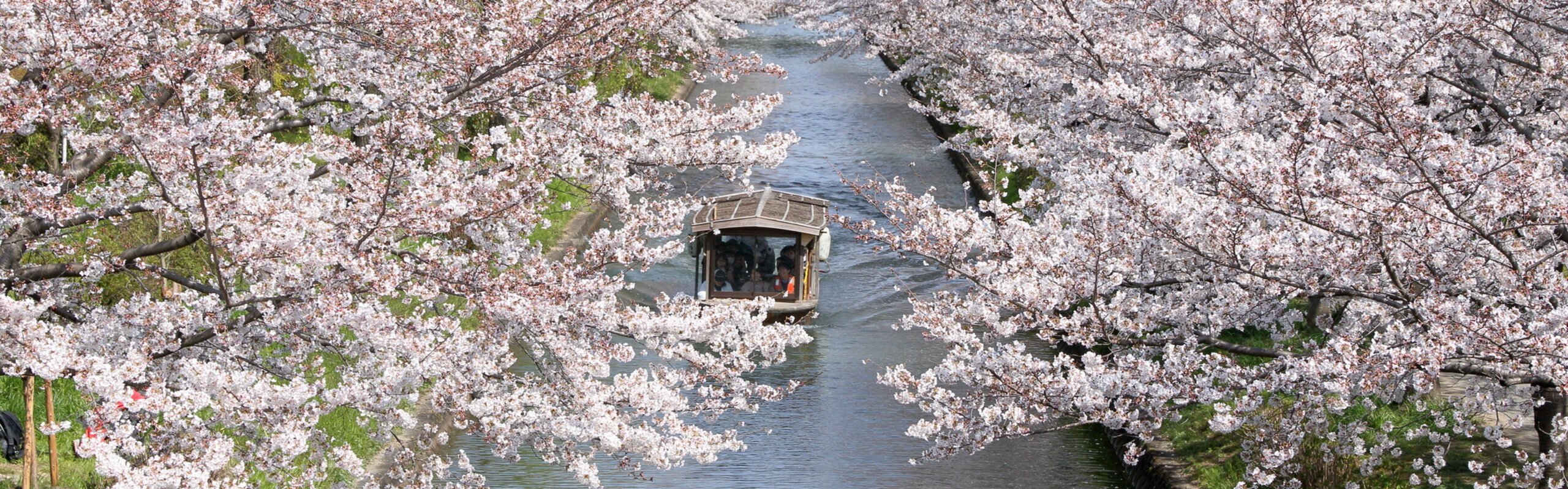 Visit Japan in Spring: Cherry Blossoms, Hidden Gems & Travel Tips