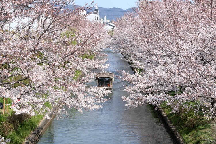 Fushimi Jikkokubune Cherry Blossom Cruise