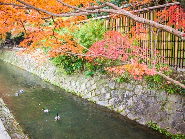 Colorful autumn at Philosopher`s Path