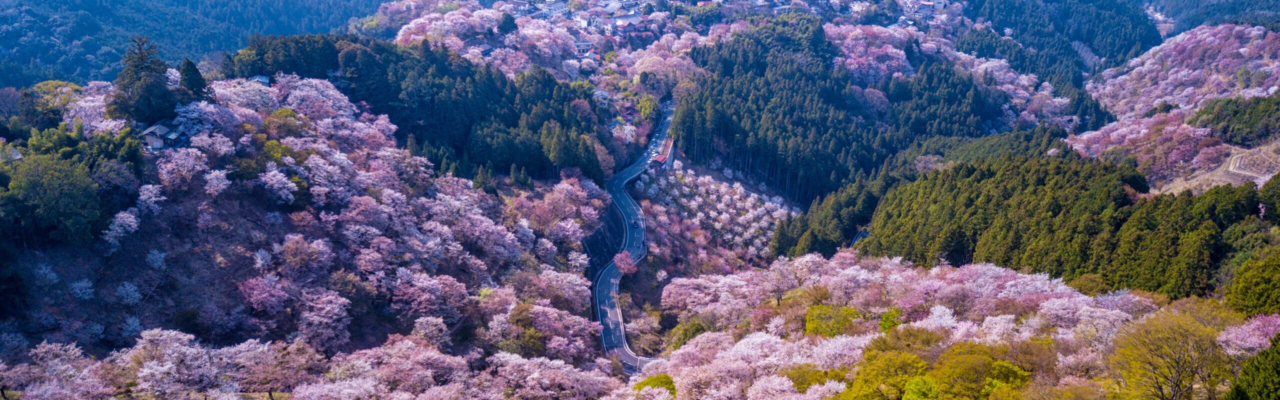 Cherry Blossoms in Mount Yoshino 2026, How to Plan a Day Trip