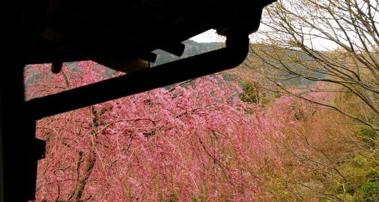 hakone onsen roykan