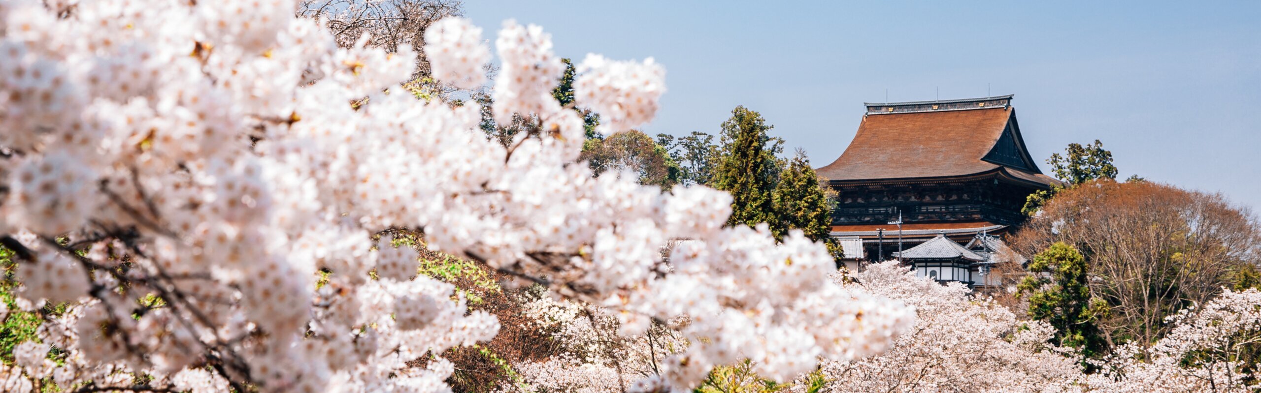 Japan Cherry Blossom Tours 2026