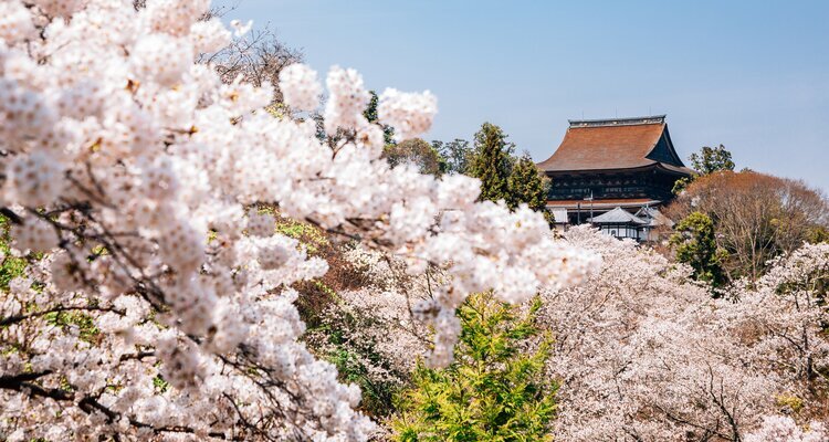 Mount Yoshino's cherry blossoms and a temple