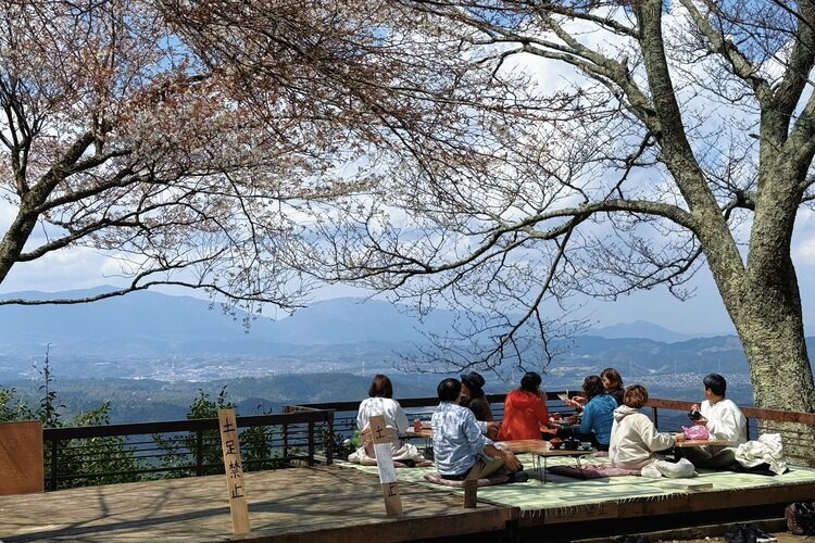 Some restaurants allow you to have meals under the cherry trees