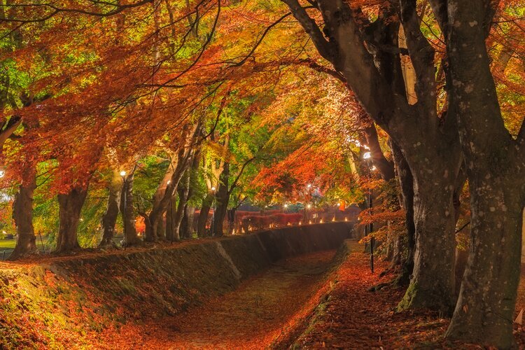 Maple Corridor illuminated at night