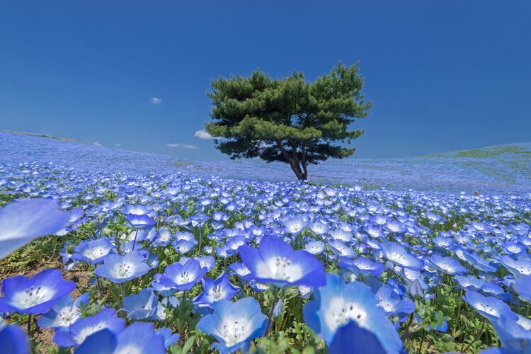 The blue nemophila fields