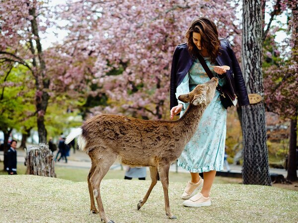 Feed deer in Nara