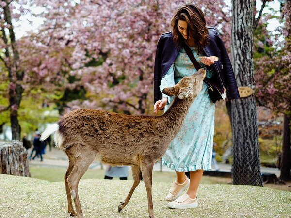 Stroll through the picturesque Nara Park and interact with the deer