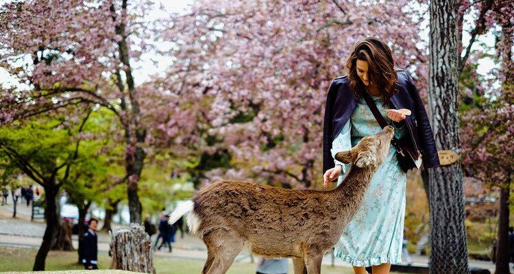 Begegnung mit wilden Hirschen in Nara
