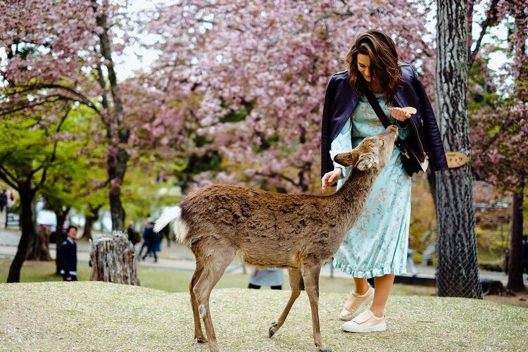 You can feed the deer under the cherry blossoms