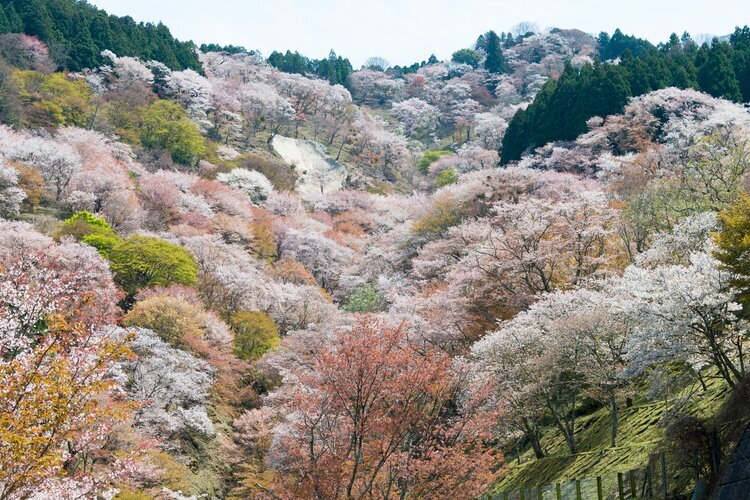 Cherry blossoms in Mount Yoshino