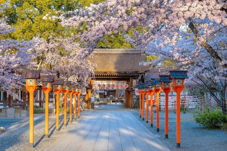 Cherry blossoms at Hirano Shrine