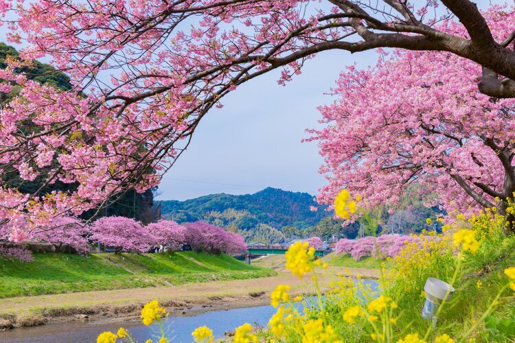 Cherry blossoms in Izu