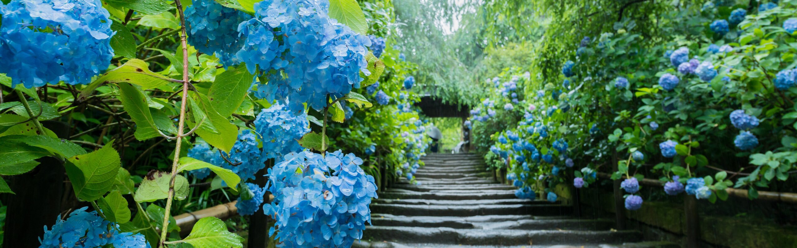 Japan Hydrangea 2026/2027: Best Places, Forecast & Travel Tips