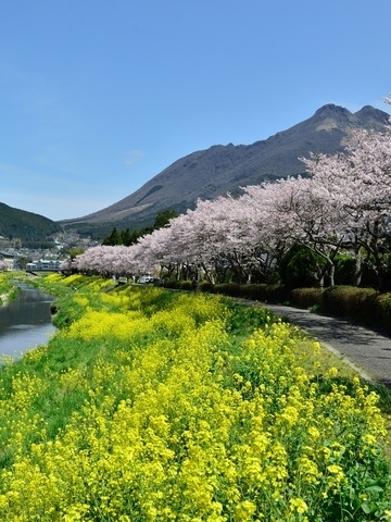 Cherry blossoms along the Oita River in Yufuin