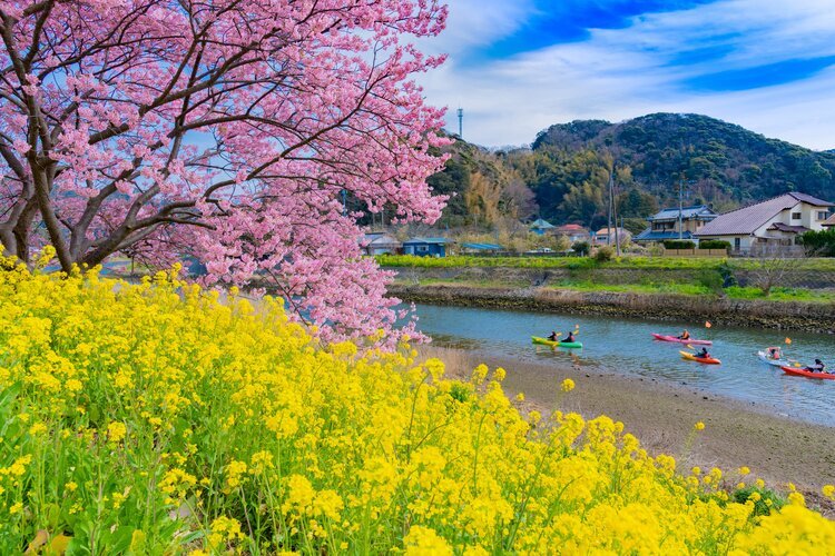 Cherry blossoms at Aono River
