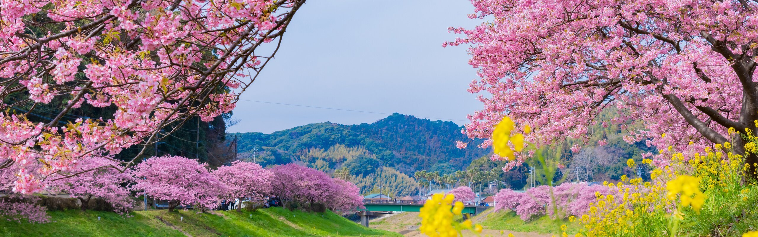 10 Days Japan Cherry Blossoms Itinerary