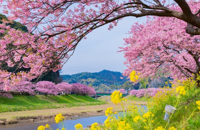 Cherry blossoms in Izu in early March