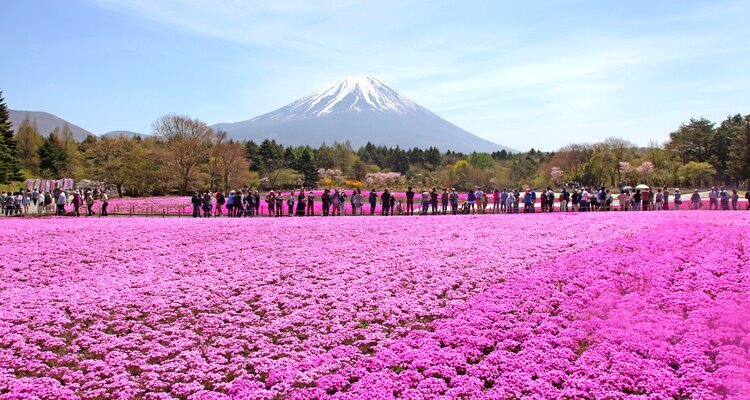  The Shibazakura Festival at Lake Motosu