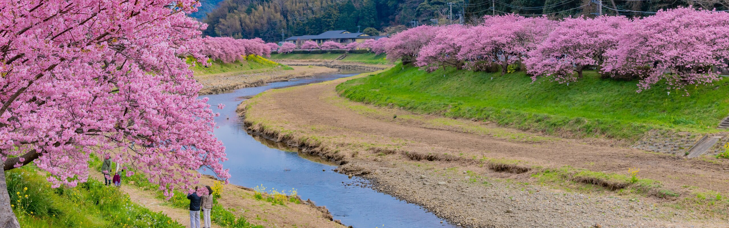 Izu Cherry Blossoms 2027 - How to See Japan's Early Sakura