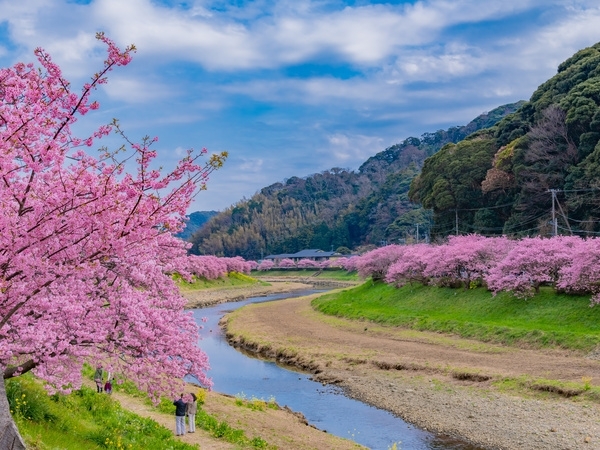 View early cherry blossoms in Minamiizu Town
