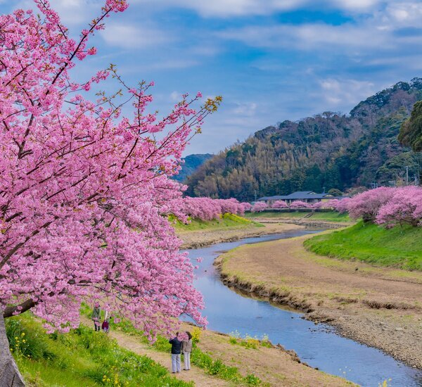 CherryBlossom 土日祝*休 Izu Cherry Blossoms 2027 - How to See Japan's Early Sakura