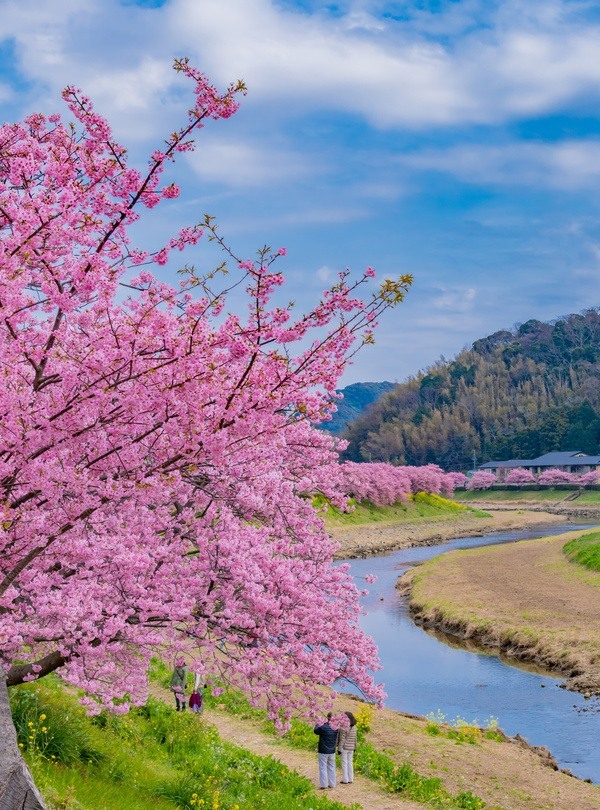 Japan early spring tour