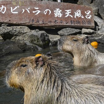 Izu Shaboten Zoo