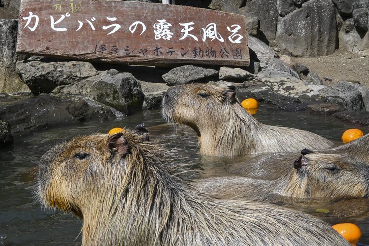 Izu Shaboten Zoo