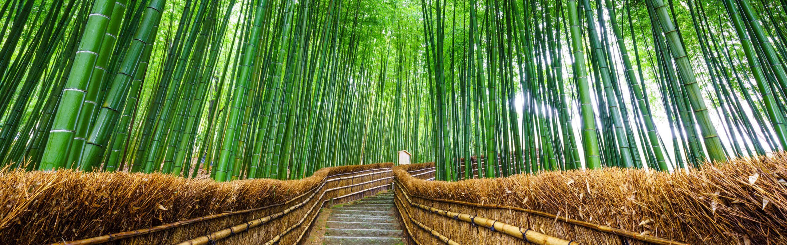 Japan Weather in June 2026: Coolest Summer Month to Travel