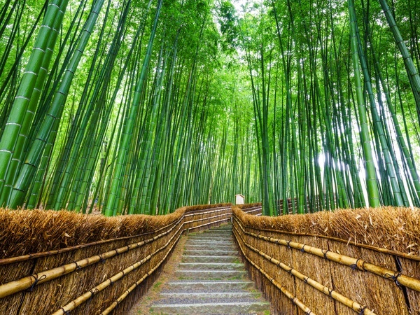 Arashiyama Bamboo Grove