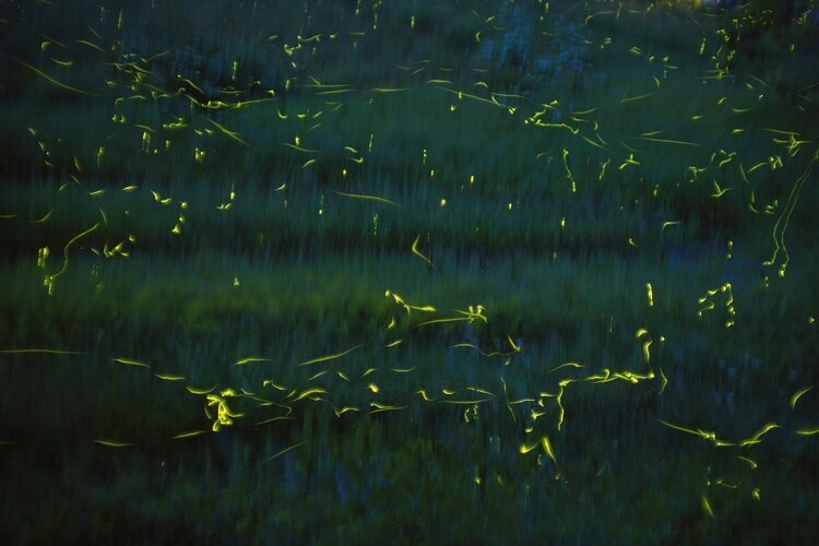 Nagano Firefly Festival