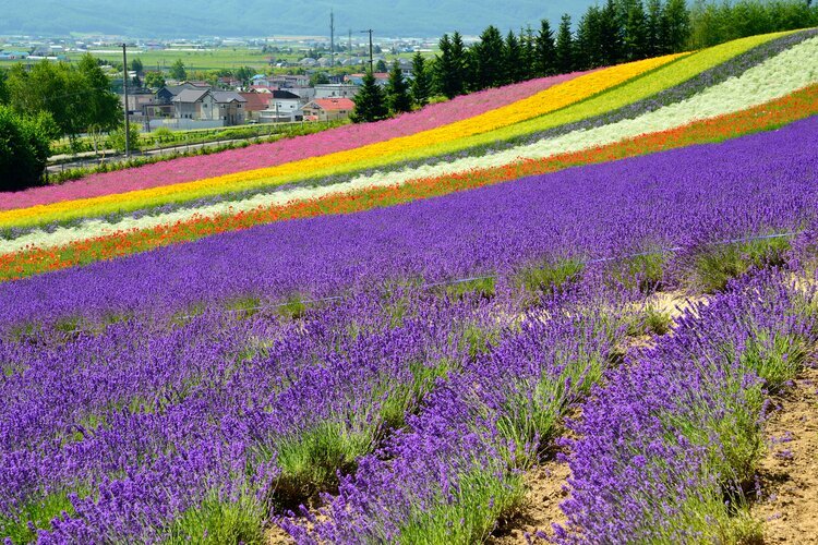 Furano's lavender Field