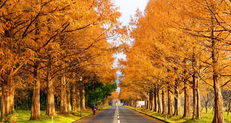 Lake Biwa's Metasequoia Avenue
