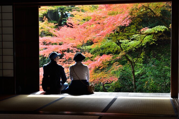 Travelers enjoy autumn maple viewing in Japan