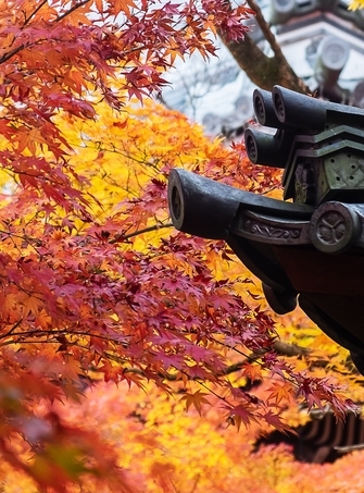 Japan autumn tours