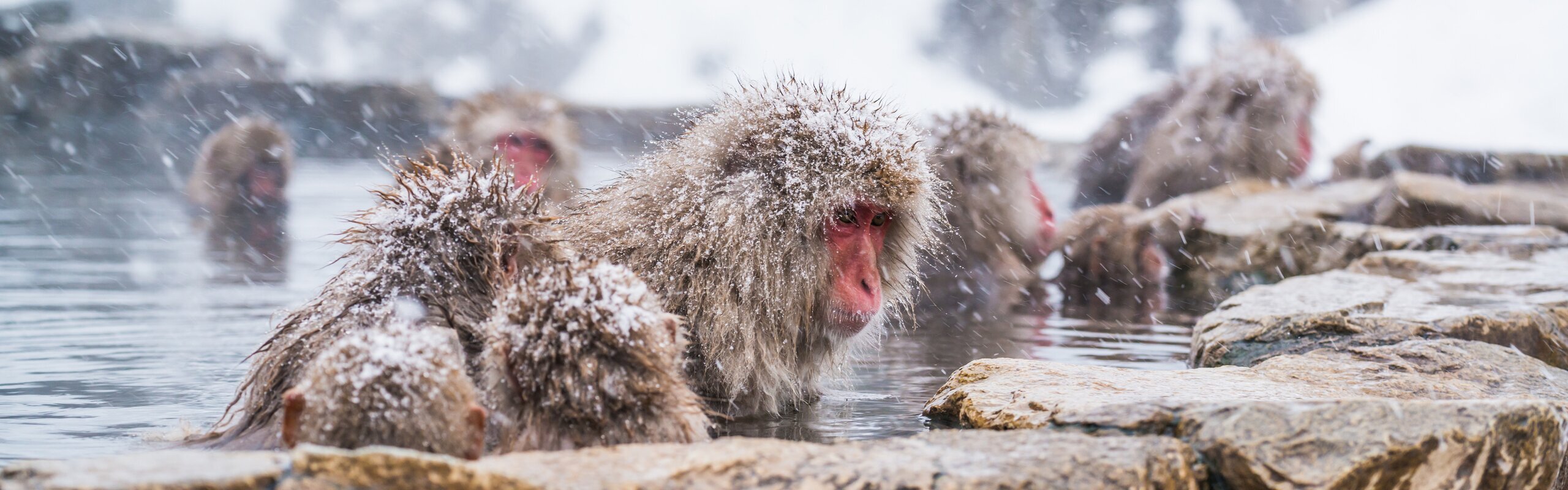 Japan Weather in February 2027: How to Make the Most of Japan's Winter