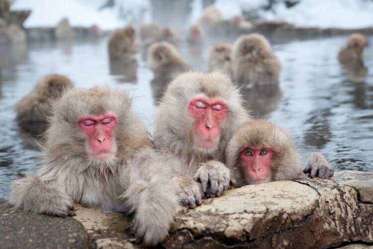 Snow monkeys relax in a hot spring at Jigokudani Yaen-Koen