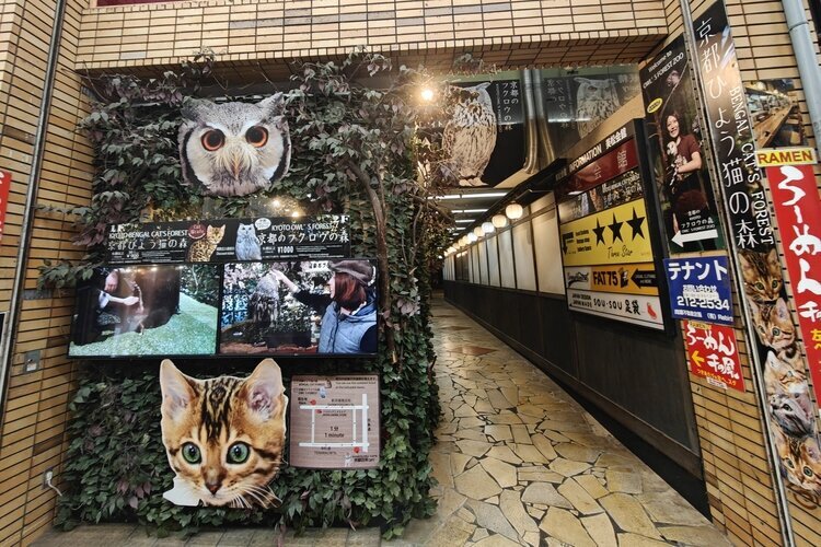 Owl Café
