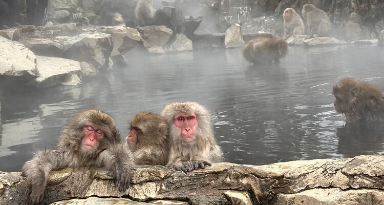 Snow monkey