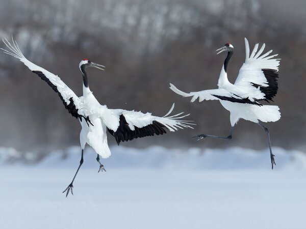 red-crowned cranes in Kushiro